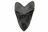 Serrated, Fossil Megalodon Tooth - Massive Meg Tooth #207655-2